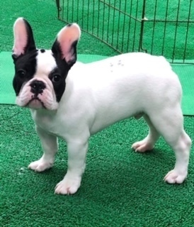 フレンチブルドッグ 子犬販売